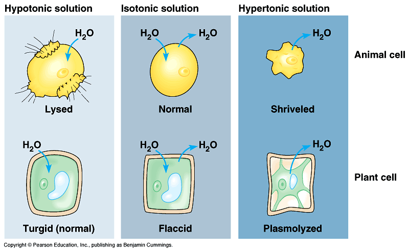 picture comparing hypotonic, isotonic, and hypertonic solutions